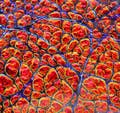 Close-up of red and orange dichrolam with blue veins, the material used in the inlay
